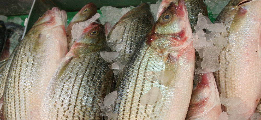 Life on the Edge of My Comfort Zone